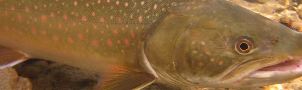 Identifying Critical Bull Trout Spawning Zones - Fish And Wildlife 