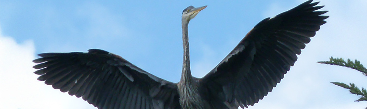 Great blue heron