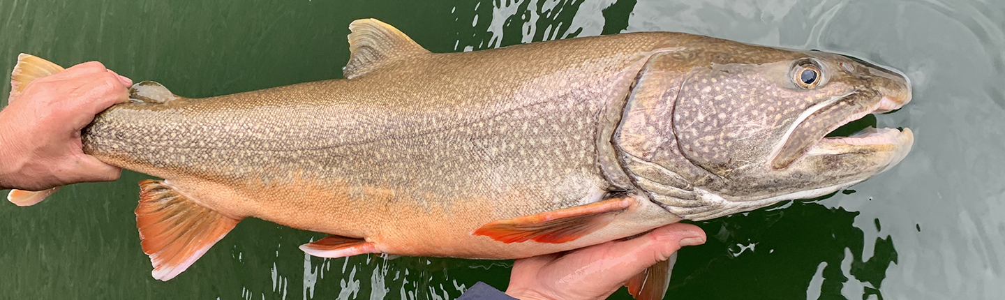 Collecting lake trout data - Fish and Wildlife Compensation Program