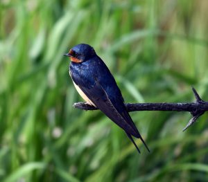 Barn swallow on branch