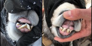 Stone's sheep teeth