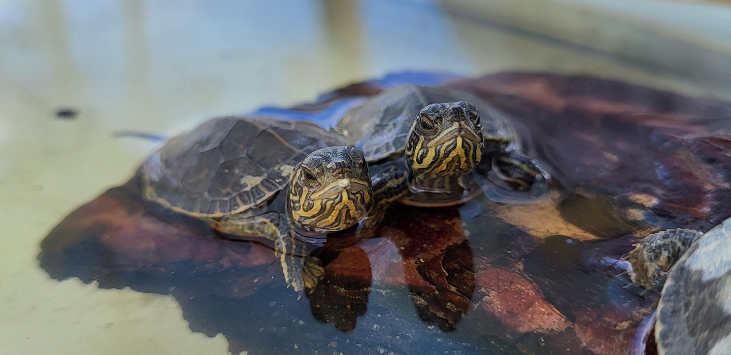 DESK_Hatchlings_in_water_FWCP.jpg