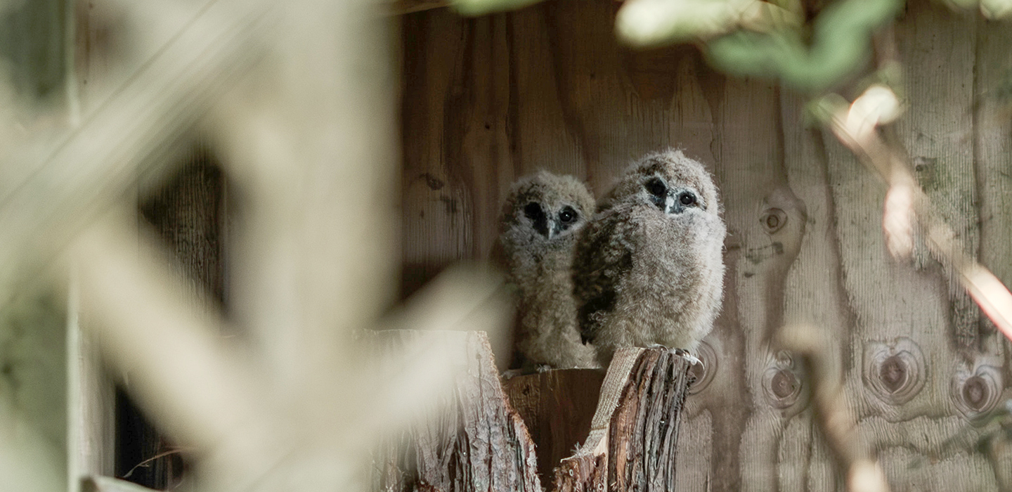 owl chick in nest