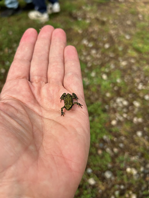 Toadfest_2025_on-hand_JWL.jpg