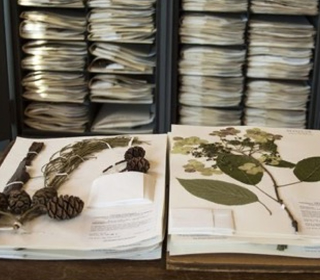 MOB_Herbarium_photo1_ Brianna_Collis_chu_cho.jpg