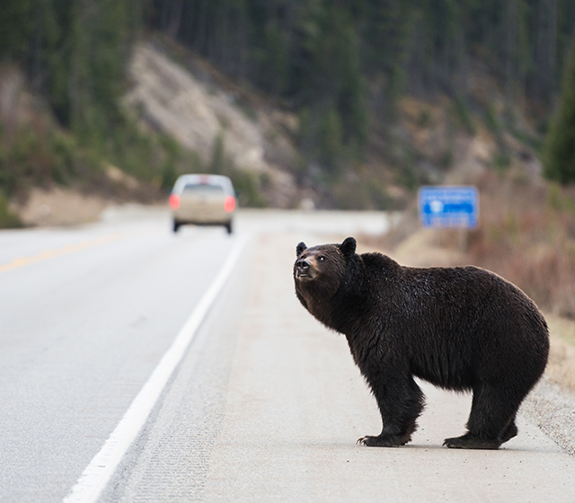 Grizzly bear in the wild