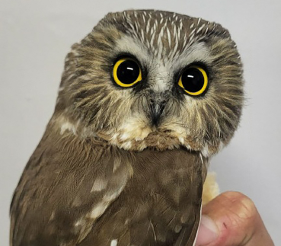 MOB_saw-whet_owl_MNO.jpg