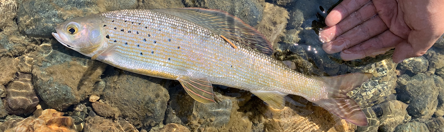 POST_Arctic_Grayling_tagged_John_Hagen_F25.jpg