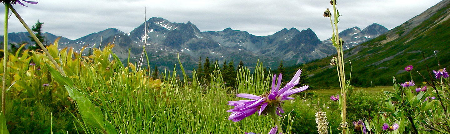 POST_Upper_Ingenika_flowers-mountains_Ray_Pillipow.jpg