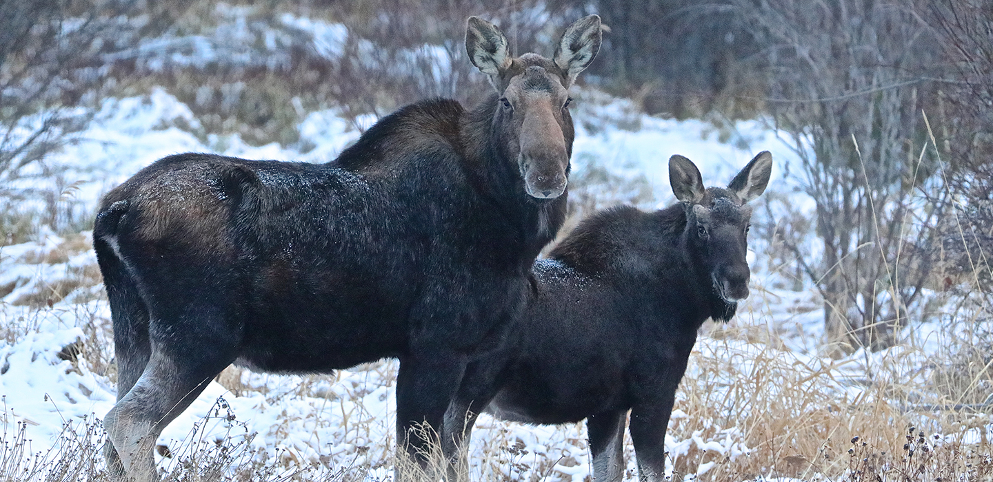 DESK_Moose_and_calf_snow_Roy_Rea.jpg