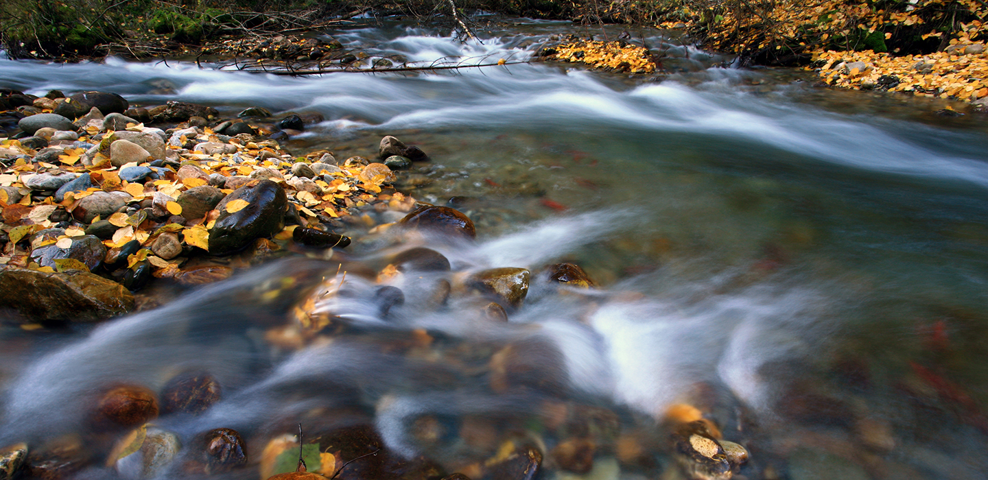 Stream in fall. Red lines in creek are spawning Kokanee salmon.