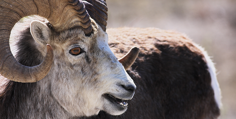 Health assessments completed on 24 Stone's sheep
