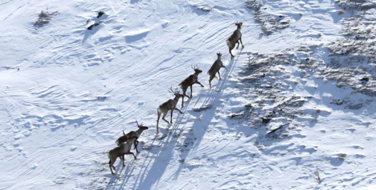 20 caribou cows penned