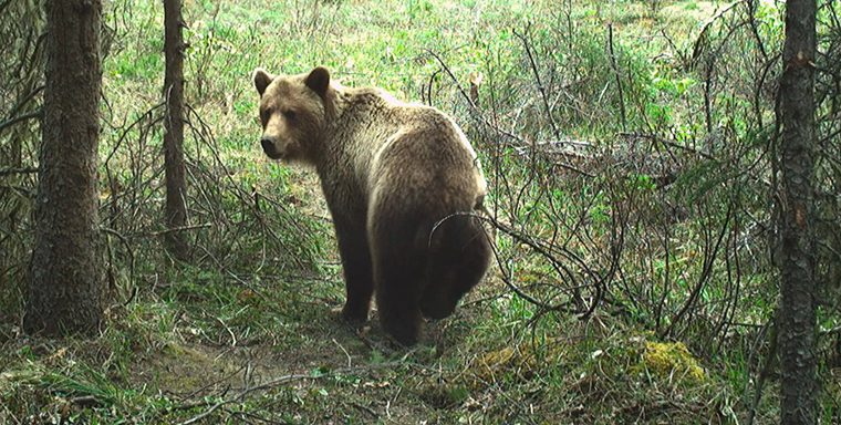 Grizzly population and corridors monitored