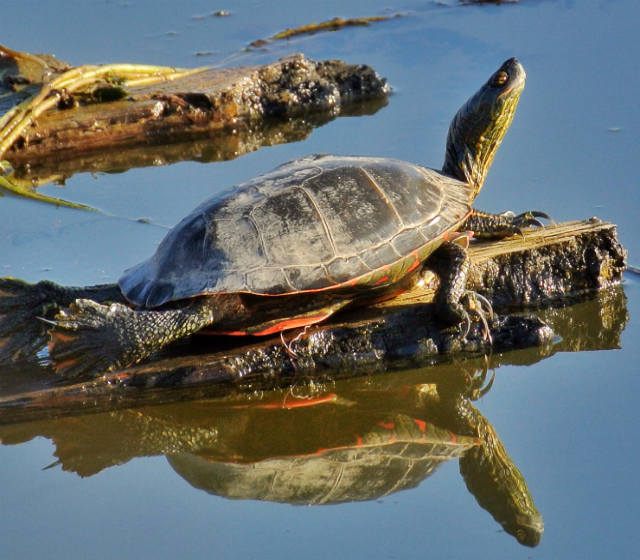 Conserving at-risk turtles in the East Kootenay