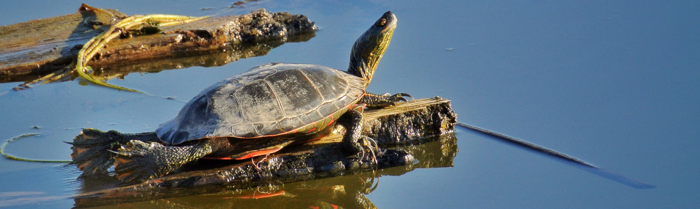 POST-Western-Painted-Turtles-credit-Ben-Meunier.jpg