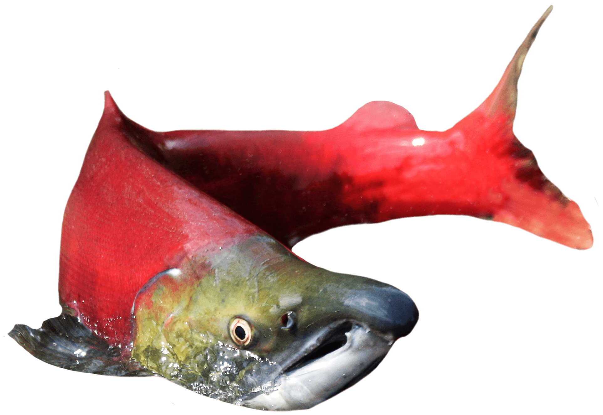 sockeye.png