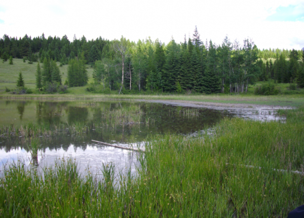 WEB-MOB-wetland-600x430.png