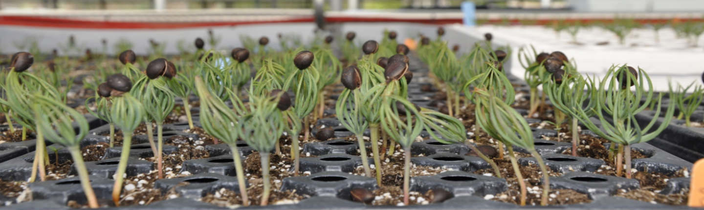 WEB-POST-Whitebark-Pine-Seedlings-at-Splitrock-Environmental-Nursery-Kim-North-photo-med-res.jpg