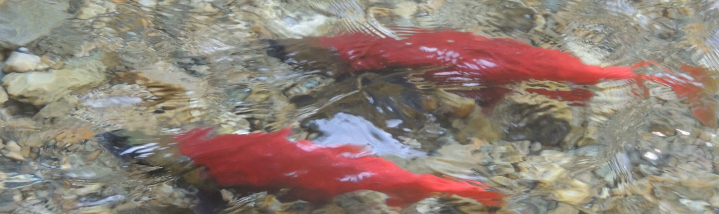 WEB-POST-Two-kokanee-low-res-.jpg