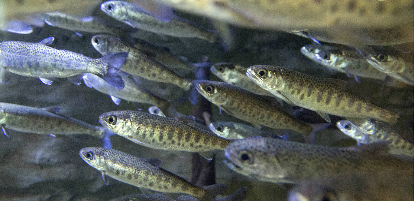 WEB-DESK-coho-fry-iStock_85800149_med-res.jpg