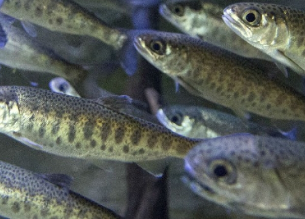 WEB-POST-coho-fry-iStock_85800149_med-res.jpg