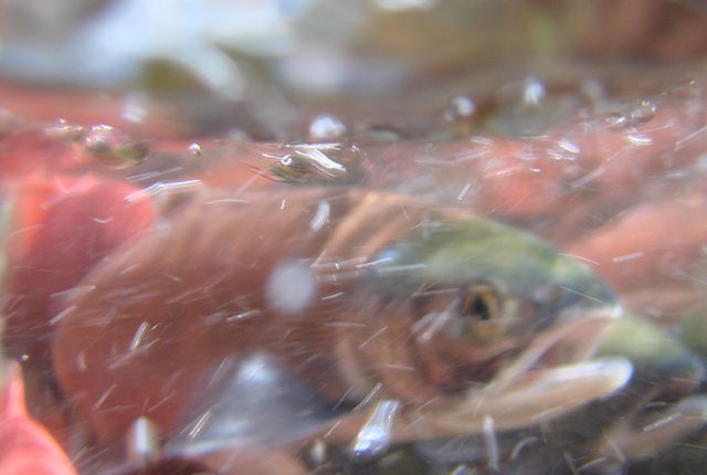 MOB-kokanee-underwater-MCSC-AG-pic-640x430.jpg