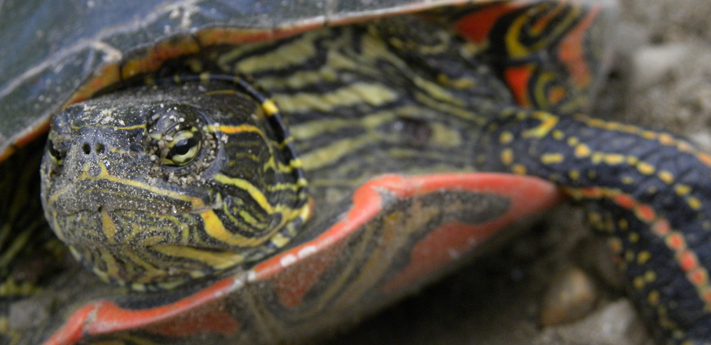 DESK-Best-Painted-turtles-detailed-head-Angus-G-pic-June-2011-Red-Devil-Hill.jpg