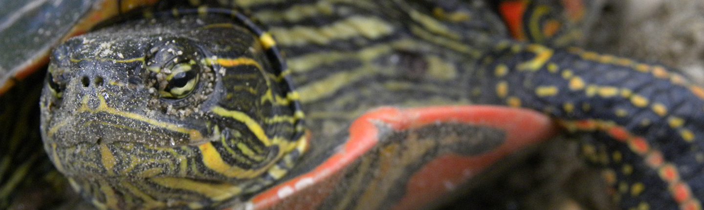 POST-Best-Painted-turtles-detailed-head-Angus-G-pic-June-2011-Red-Devil-Hill.jpg
