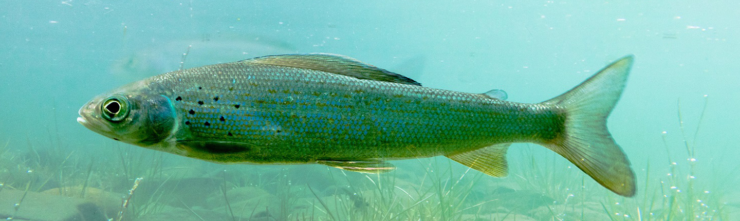 Freshwater fish Arctic Grayling, Thymallus arcticus, underwater waiting for food to float by.