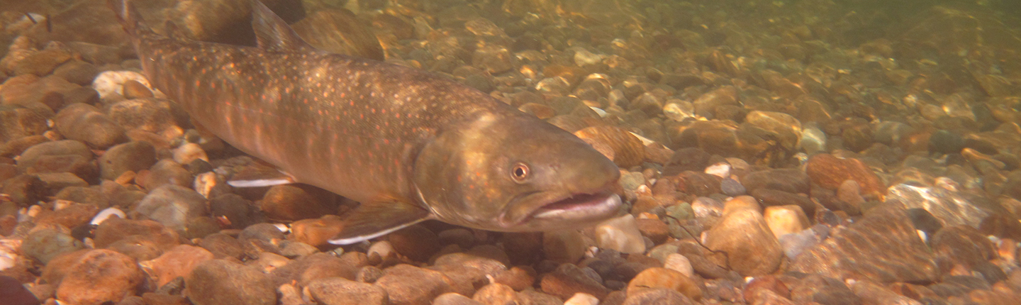 POST-bull-trout-Steve-Rooke.jpg