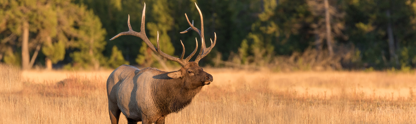 a big bull elk during the fall rut