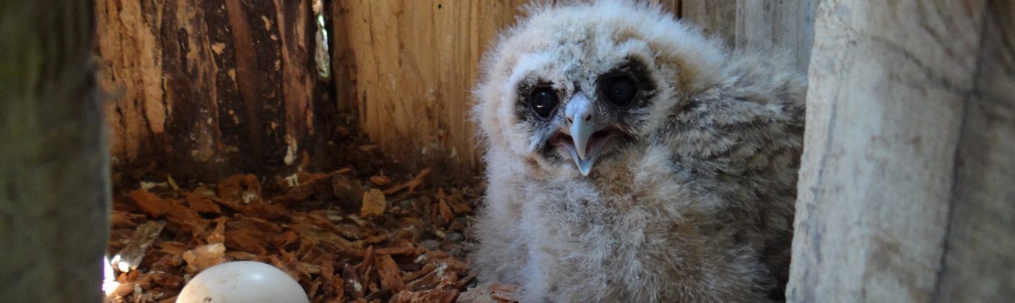 POST-chick-in-nest-mid-May-2018-NSO-Photo-1440x430.jpg
