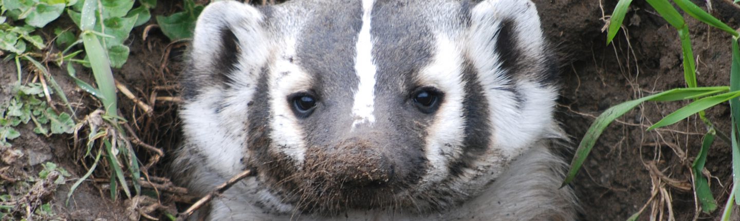Badger facing the camera