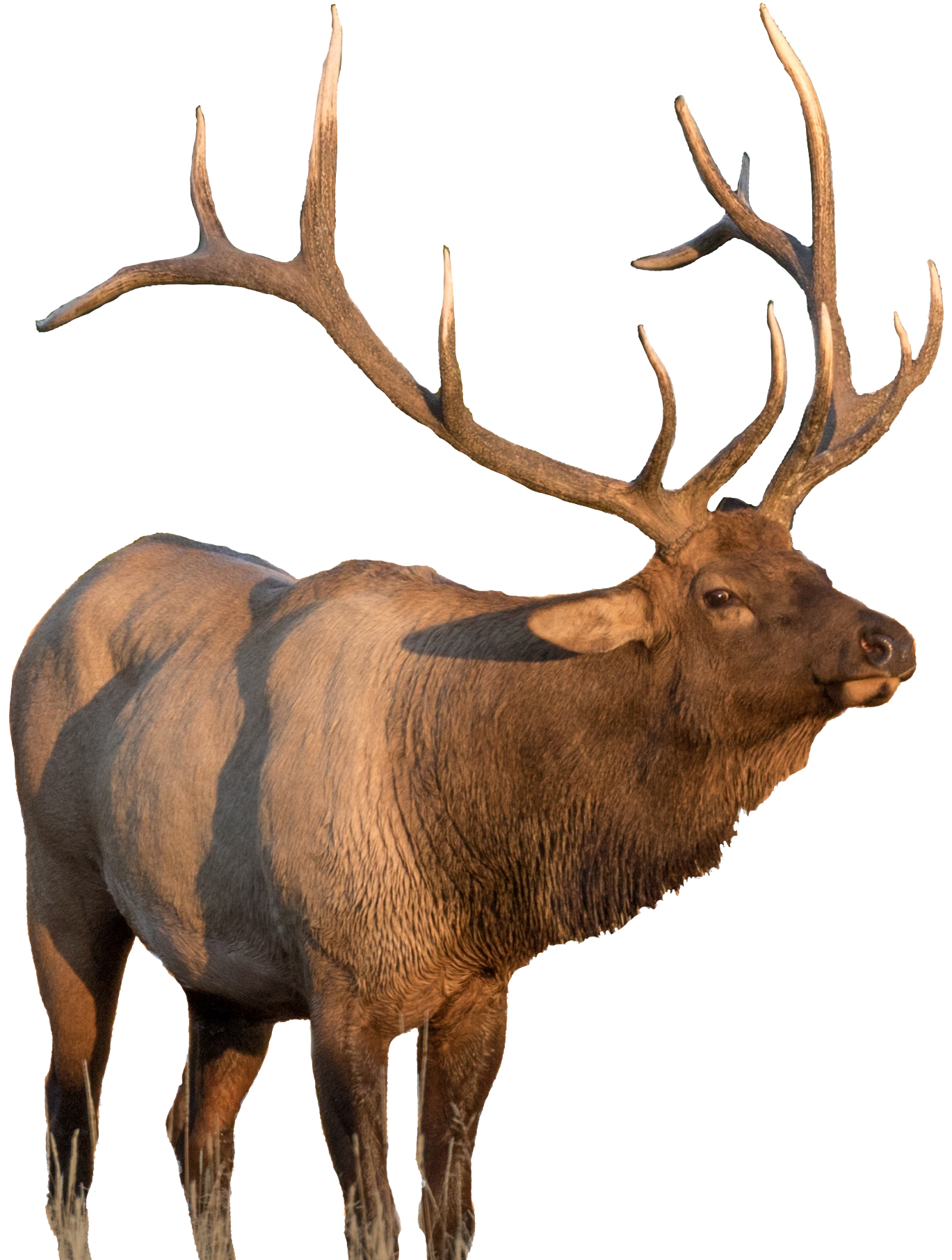 a big bull elk during the fall rut