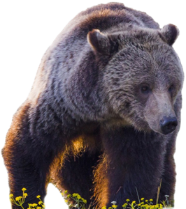 CUTOUT-Grizzly-iStock-J.-Huevel-e1718745038798-266x300.png