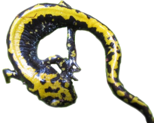 CUTOUT-Long-toed-salamander-MDT5-300x240.png