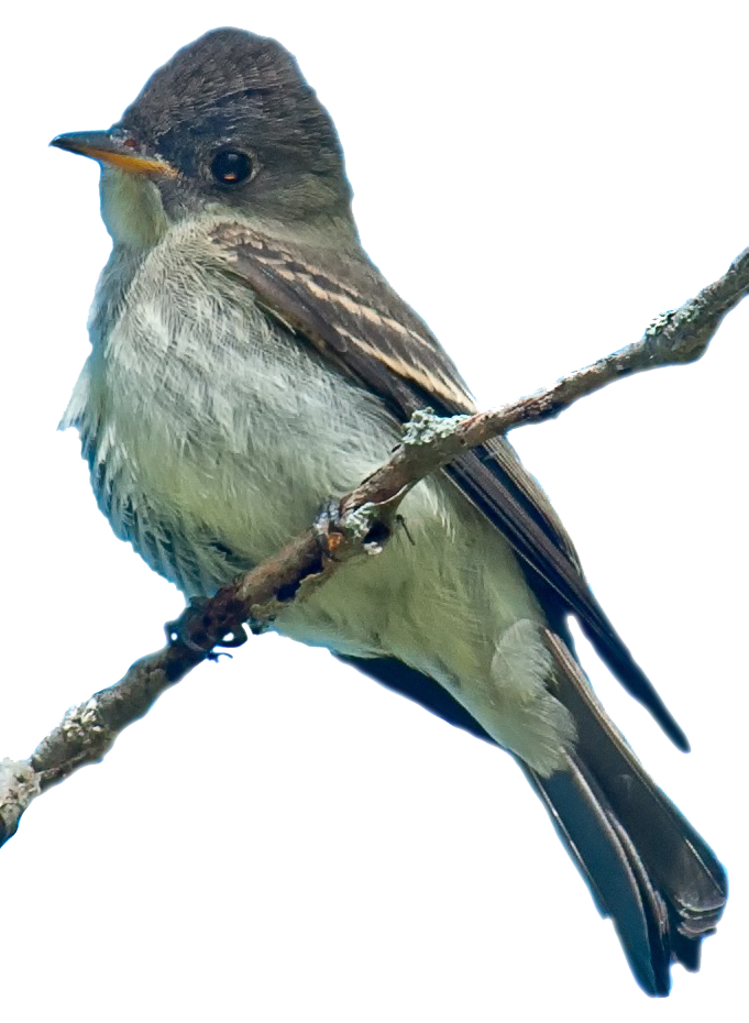 Olive-sided Flycatcher perched on a branch.
