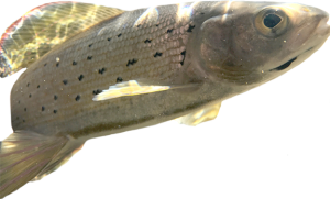 CUTOUT-arcticgrayling_mtilson-300x181.png