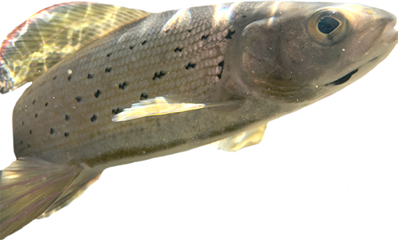 CUTOUT-arcticgrayling_mtilson.png