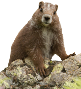 CUTOUT-marmot-273x300.png