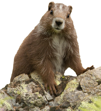Vancouver Island Marmot, Marmota Vancouverensis, Vancouver Island, BC, Canada