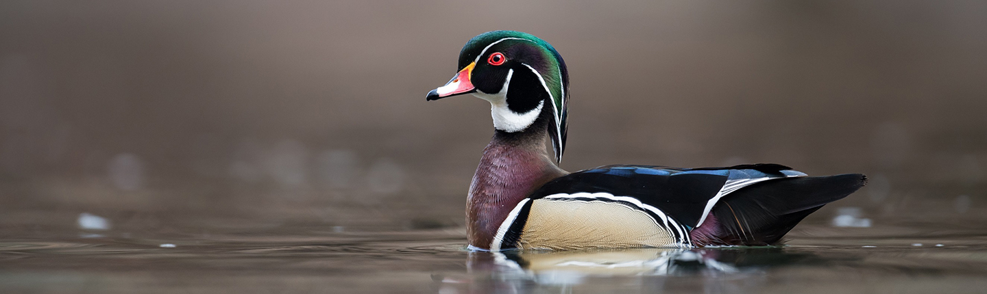 A male wood duck in a Pennsylvania stream.