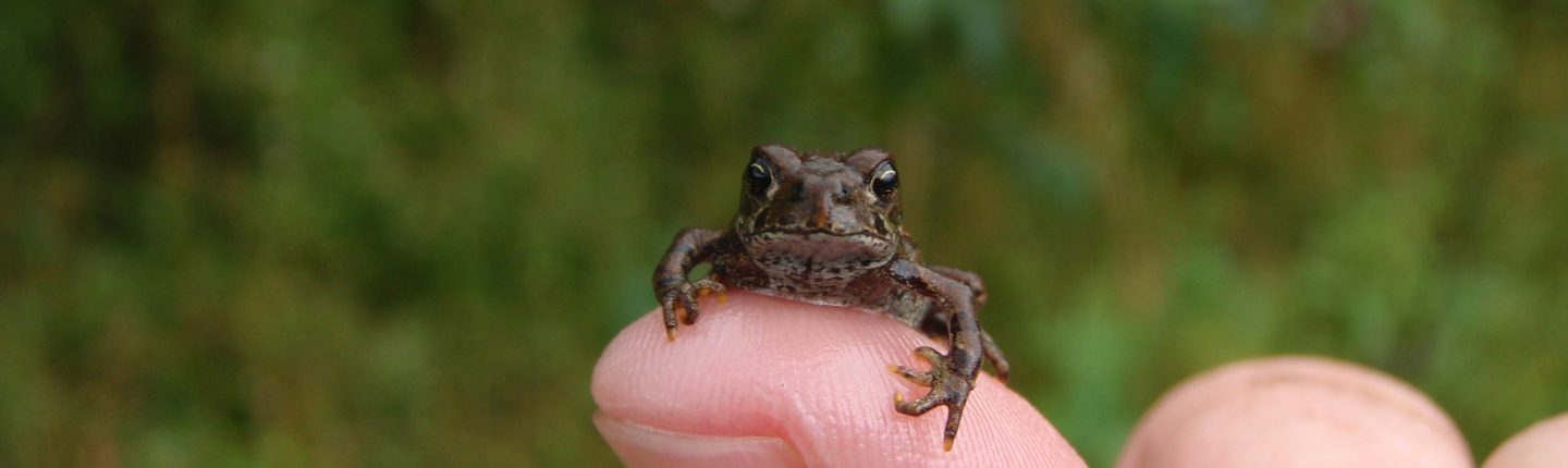POST-toadlet-on-finger-Barb-Houston-1440x430.jpg