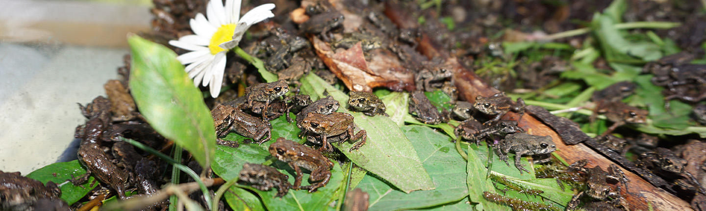 POST-Toadfest-2019-DSC04892.jpg