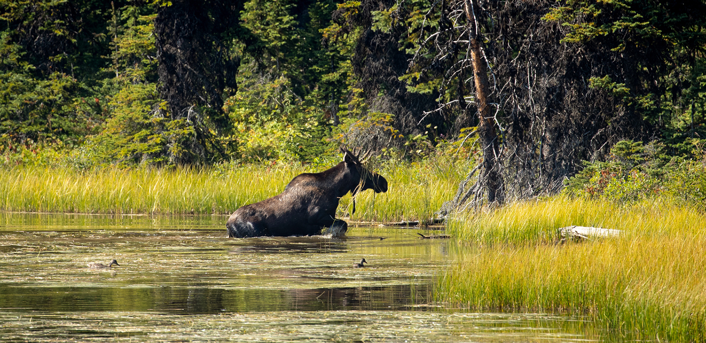 Bull moose in lake.