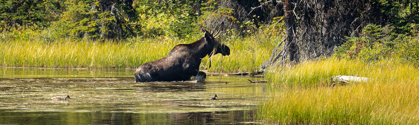 Bull moose in lake.