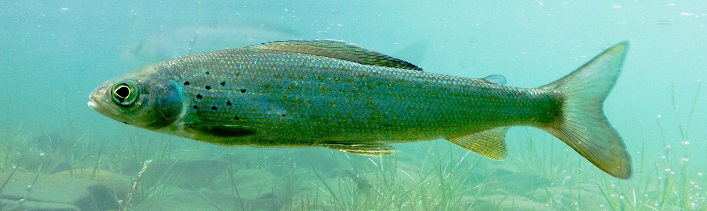 POST-Arctic-Grayling-Istock-Pi-Lens-med-res.jpg