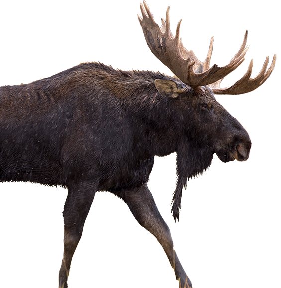 CUTOUT-Bull-Moose-crop-iStock.png