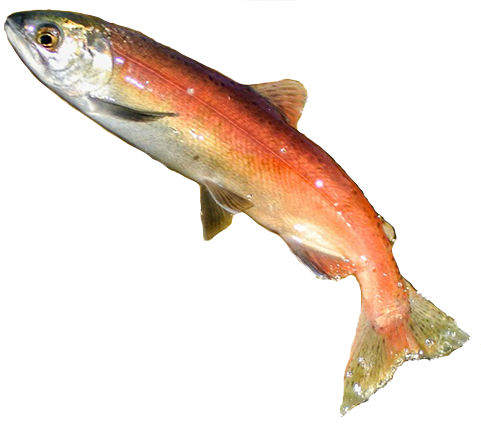 CUTOUT-Kokanee_01-4628-Ben-Meunier.png